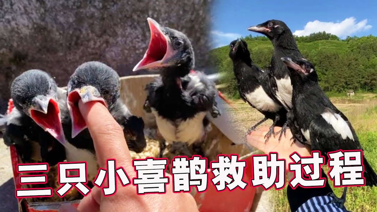 救助三只小喜鹊的完整过程｜从幼鸟成长为能够独立的鸟儿，太可爱😄【天下一场梦】