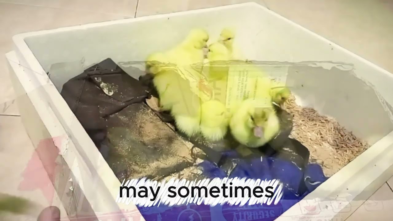 Day 4 Jumbo Muscovy Ducklings &ndash; Faster Growth, Stronger Legs & Feeding Progress