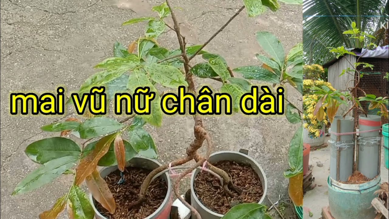 chia sẽ cách trồng mai vàng vũ nữ chân dài 2 thân 1/2al