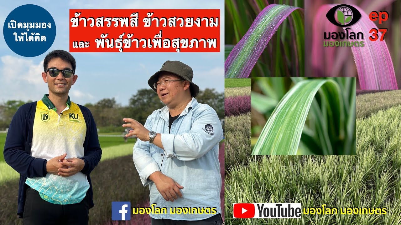 ข้าวสรรพสี ข้าวสวยงาม และพันธุ์ข้าวเพื่อสุขภาพ | มองโลกมองเกษตร ep37