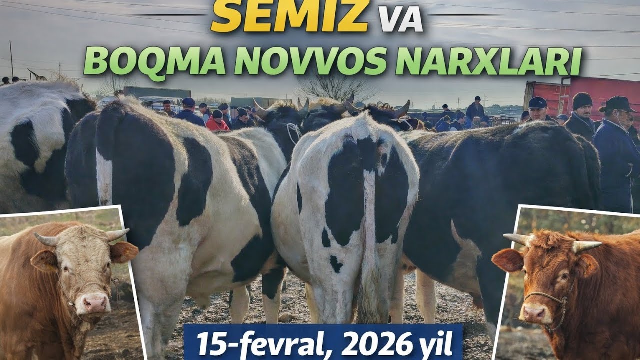 Chust mol bozoridan semiz va boqma ko'chat novvos narxlari