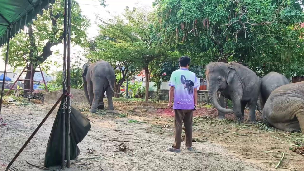 เฝ้าบัวบ้านนอน ที่สระบุรี