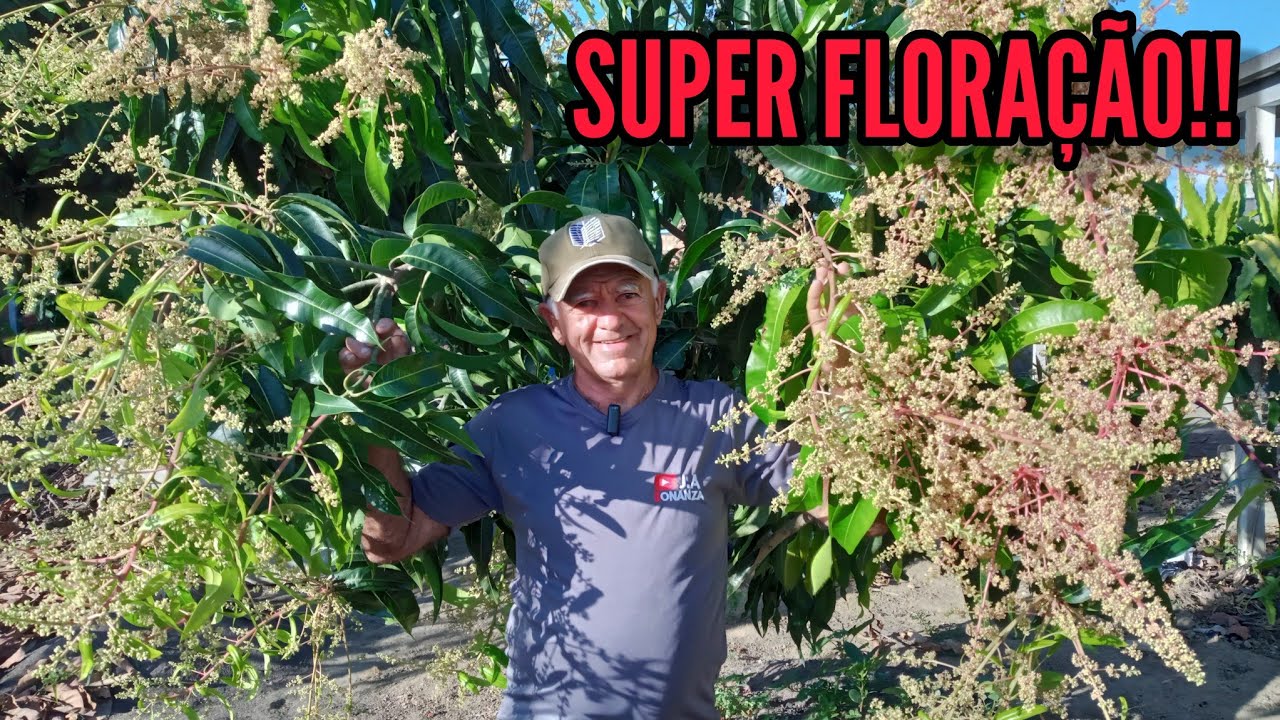 SUPER FLORAÇÃO DA MANGA PALMER!!