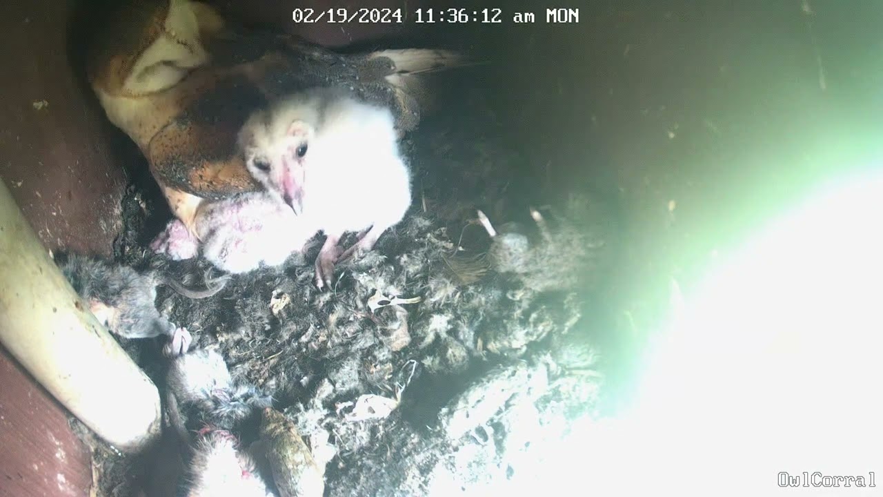 Adorable Older Owlet Showing Body Awareness, Using Wings For Balance. Owl Box C - 2/19/24 - 11:35 am