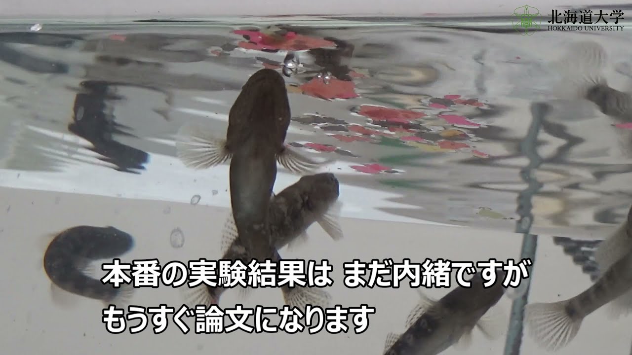 アゴハゼはまねするか？ (Do forktongue gobies show copying behavior?)