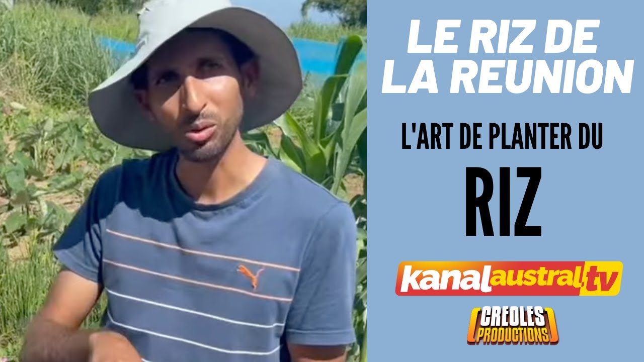Planter du riz à l'ile de la Réunion - Mode d'emploi by KANAL AUSTRAL.TV