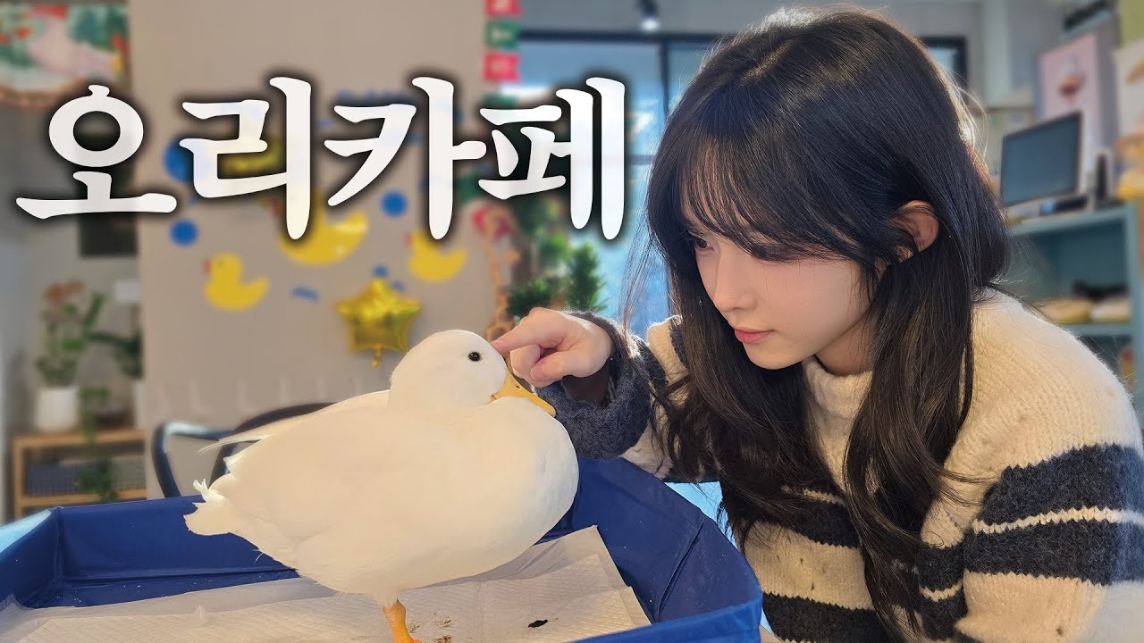진짜 오리가 사는 카페ㅣ강릉 디코이덕