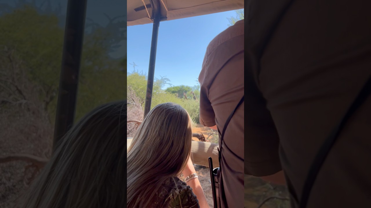 Giraffe Down: Women Shows Skill with a 375 rifle! #hunting #giraffe #hunters #huntingseason #shorts
