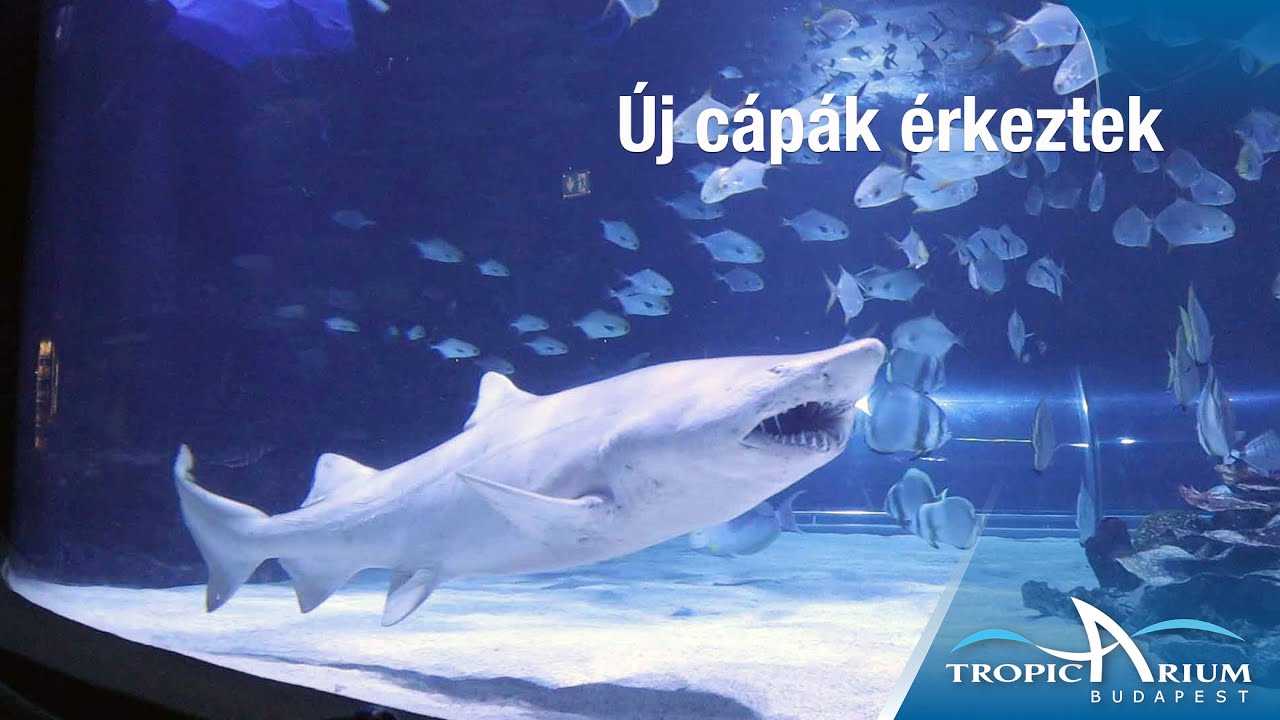 Új cápák érkeztek a Tropicariumba