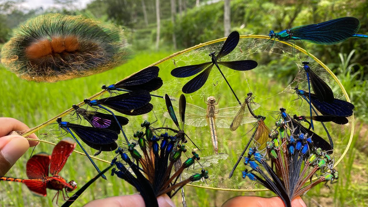 Damselflies: Hunt little fairies with spider webs