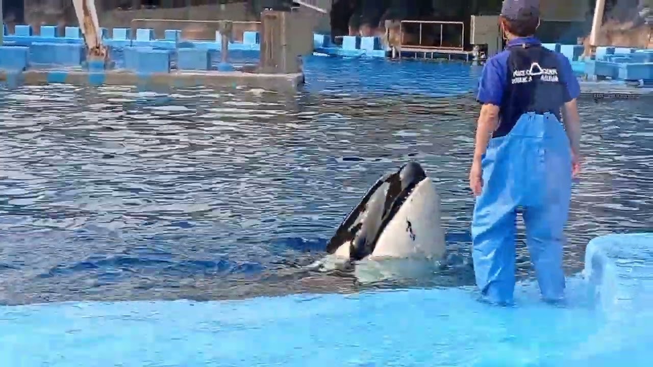 【名古屋港水族館】魚を口先に乗せて運ぶシャチのリン