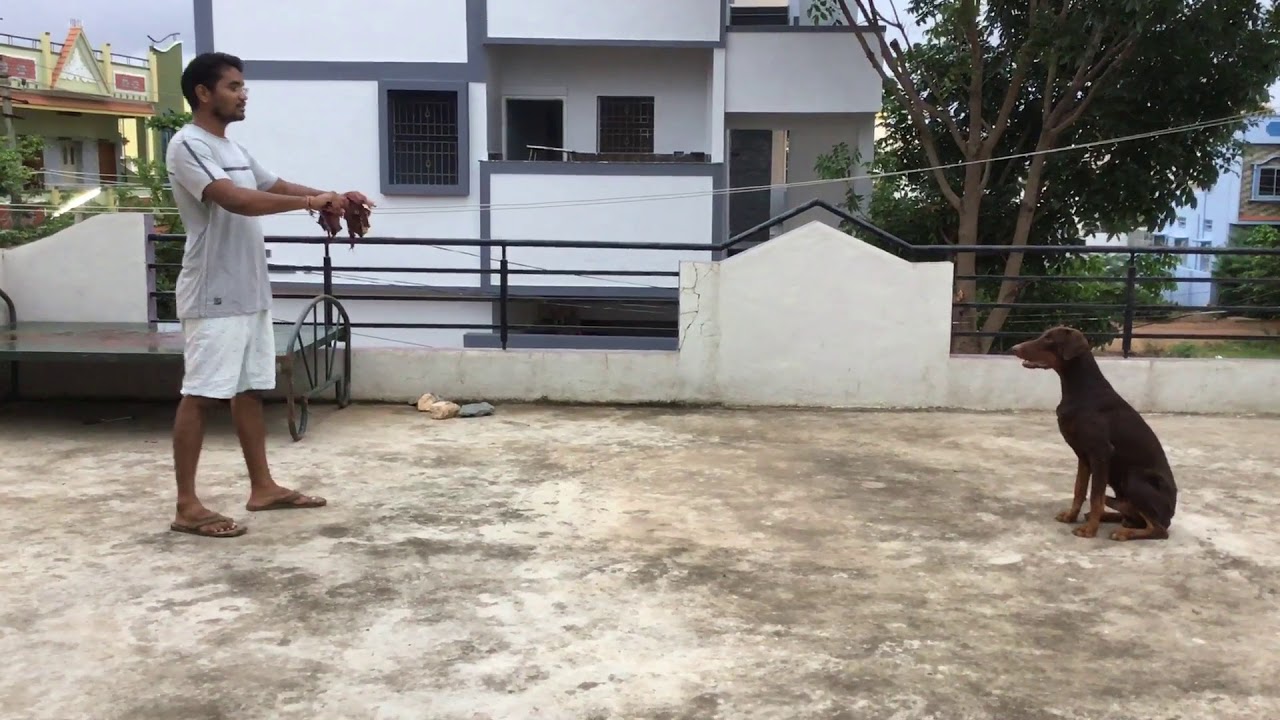 Trained Doberman in Davanagere- Tug of War.