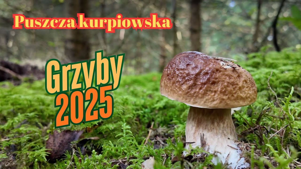 Polskie grzyby #grzyby2025 #mushroom #poland #4k