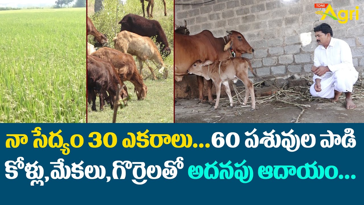 Prakruti Sedyam | నా సేద్యం 30ఎకరాలు.. 60పశువుల పాడి, కోళ్ళు, మేకలు, గొర్రెలతో అదనపు ఆదాయం Tone Agri