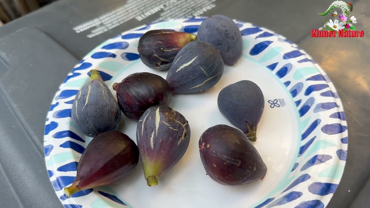 Picking out Figs outside my house, CA #Khmer USA