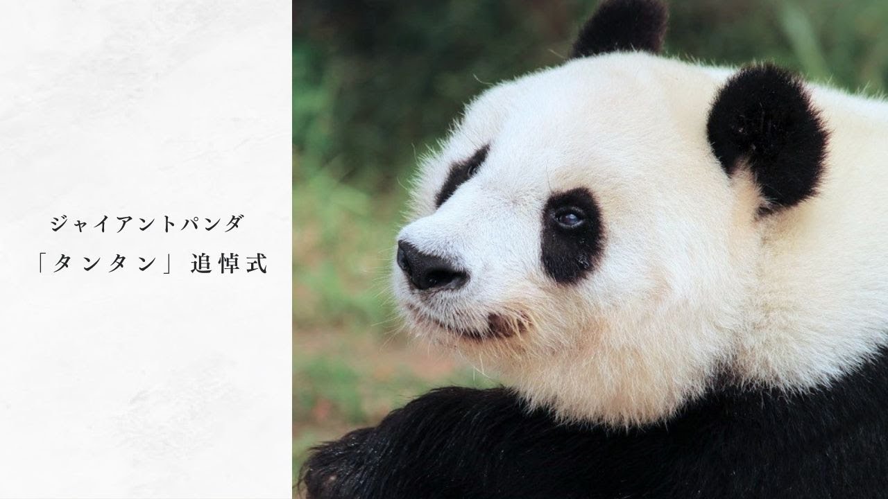 【アーカイブ】ジャイアントパンダ“タンタン”追悼式(2024年5月10日)