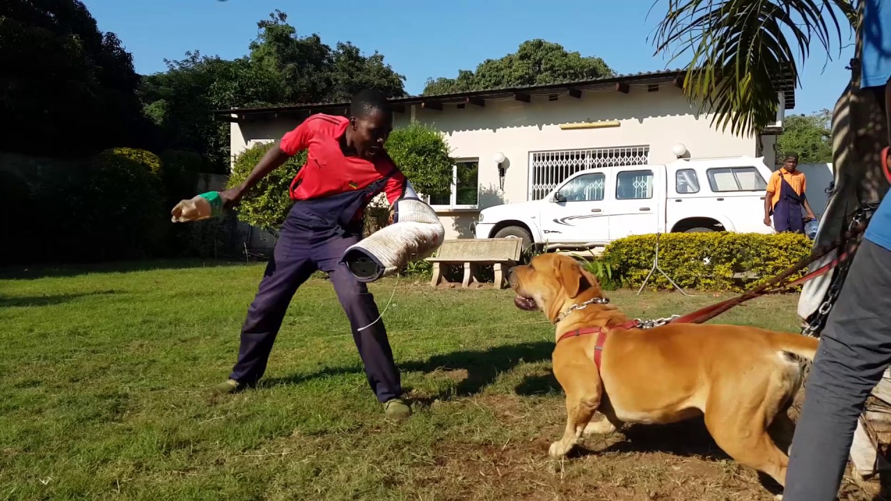 Boerboel - Training