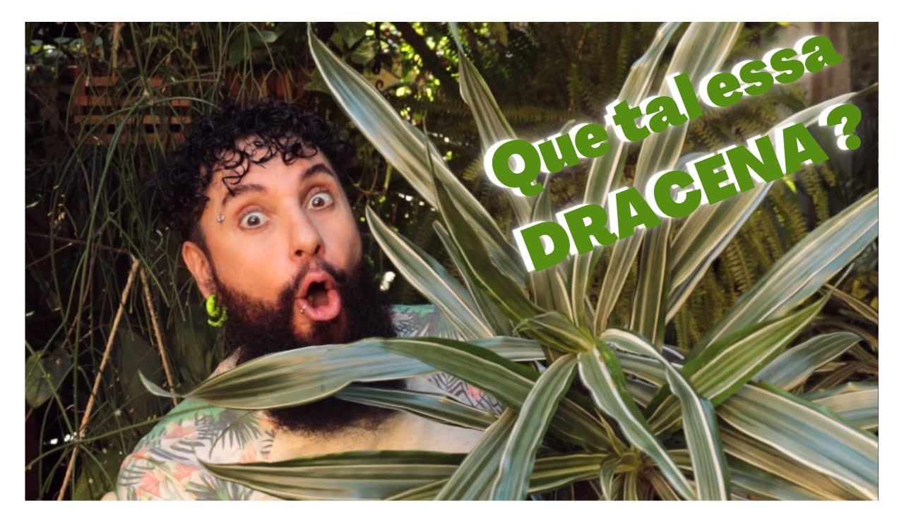 DRACENA - Dicas de Cultivo e como fazer mudas - Tenha essa FOLHAGEM LINDA enfeitando seu espaço.