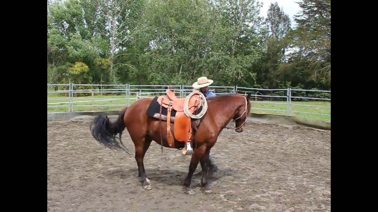 Basics 2 ~Hindquarter Yield