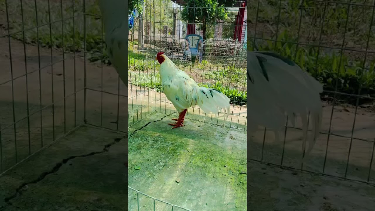 9/2/2026 tóp gà đón xuân trạng 3kg1 tới 4kg2 ae xem tham khảo ctlh 0327029209