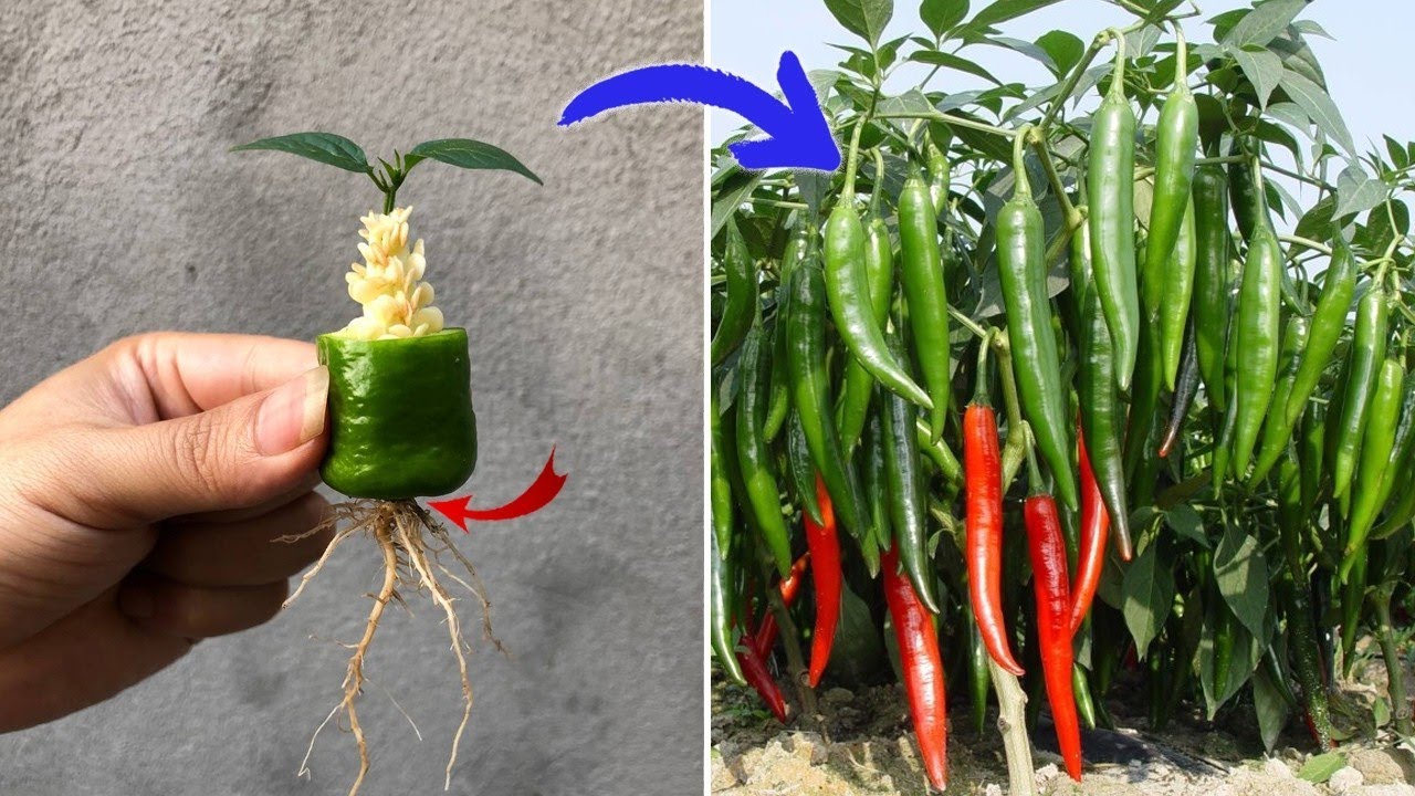 SPECIAL CHILI PLANT BREEDING TECHNIQUES, SUPER FAST GROWTH, EASY AT HOME