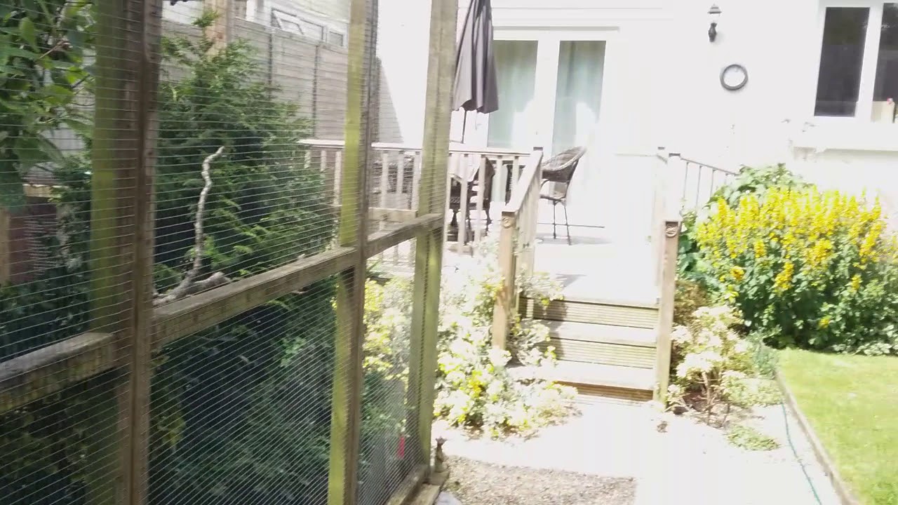 Java Sparrow Summer aviary 2018