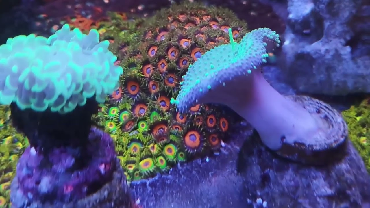 Морський акваріум 500 літрів / 500L Reef Tank Review.