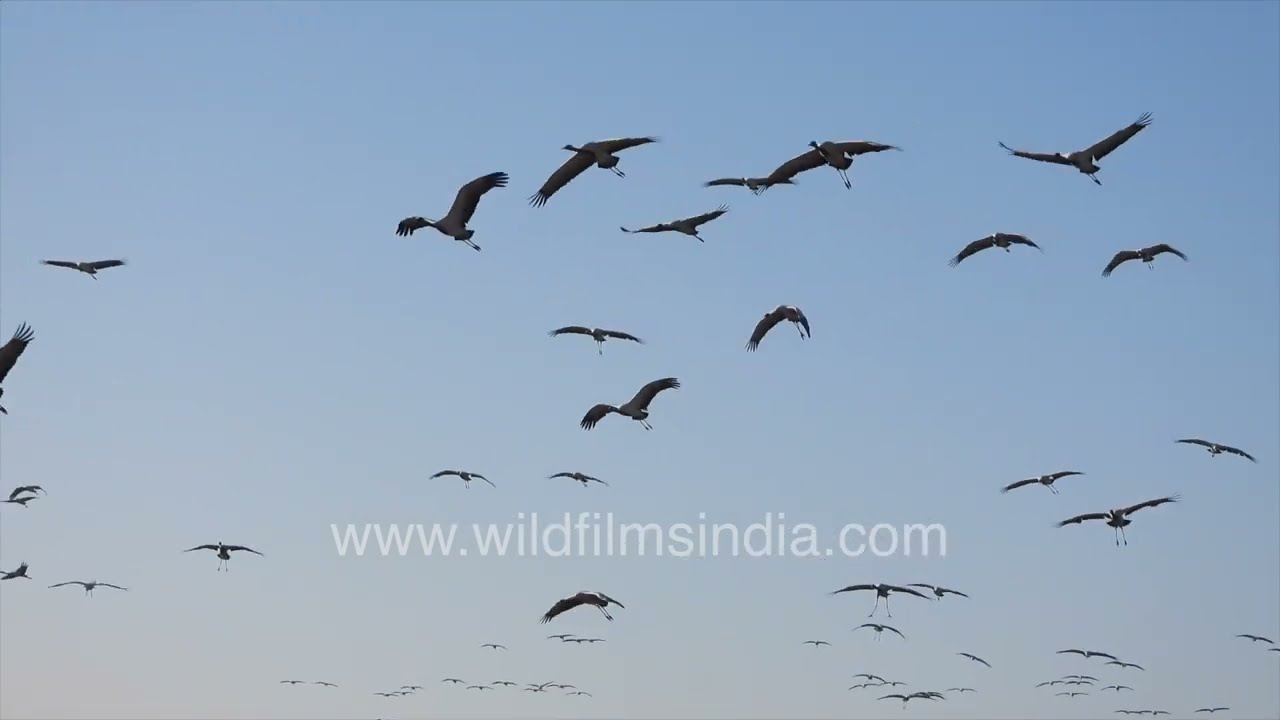 Demoiselle Cranes feeding and taking flight at Pakshi Chugga Ghar, Khichan