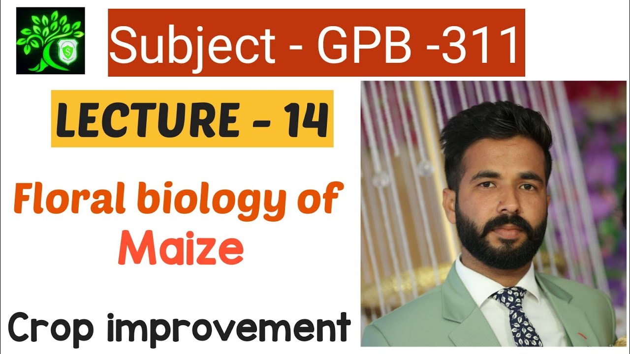 floral biology of Maize | inflorescence of maize | tassel | cob | male and female flower in maize