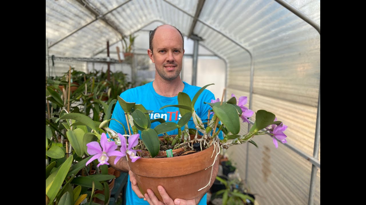 Show & Tell- Cattleya nobilior tipo