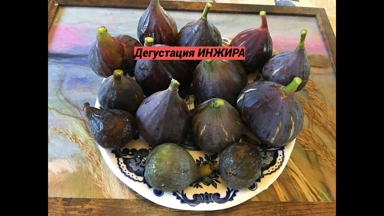 Figs. Figs varieties. Инжир. Разнообразие сортов инжира. Дегустация, характеристики, сравнение.