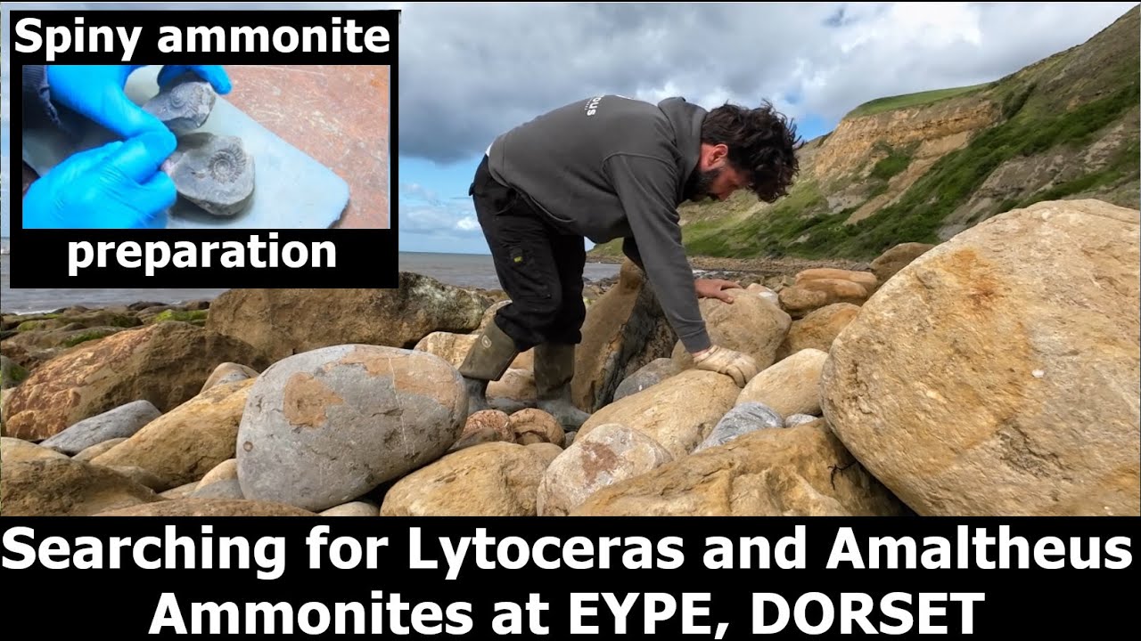 Searching for Lytoceras and Amaltheus Ammonites at EYPE, DORSET #fossilhunting