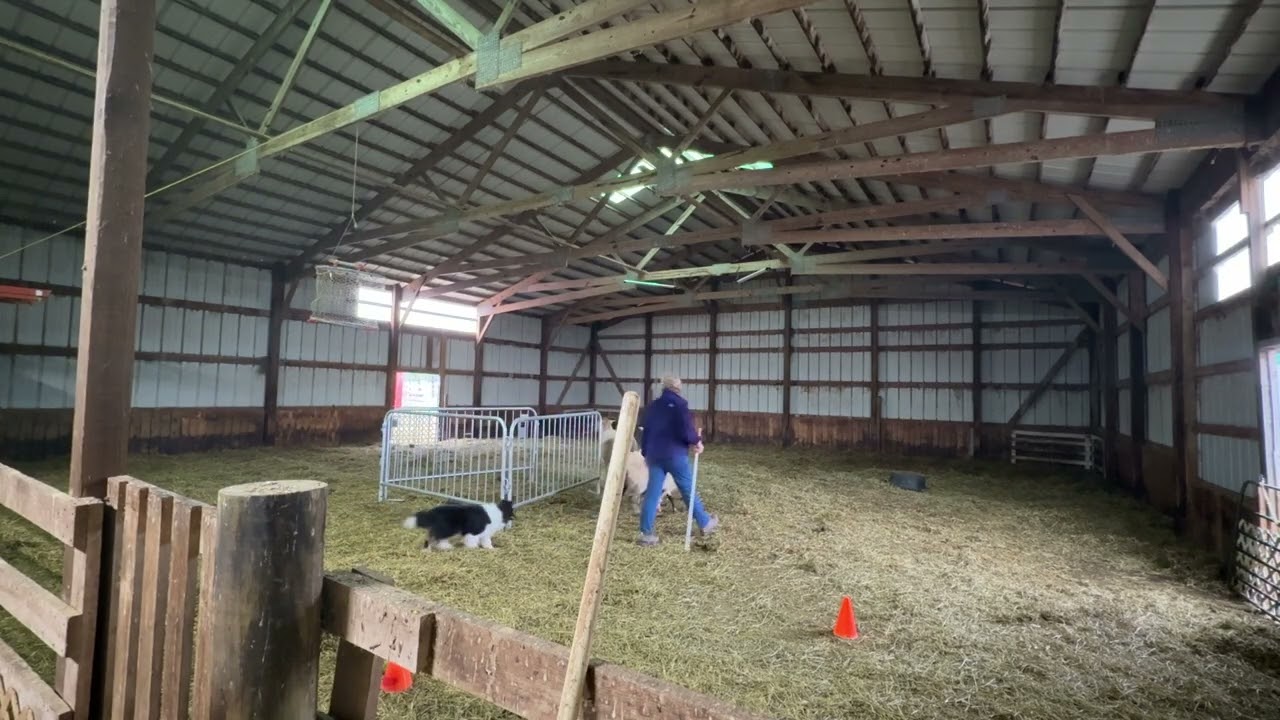 Adrian first time on sheep