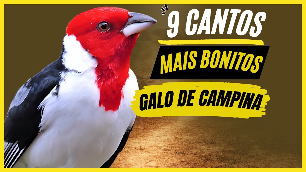 TOP 9: Cantos De 