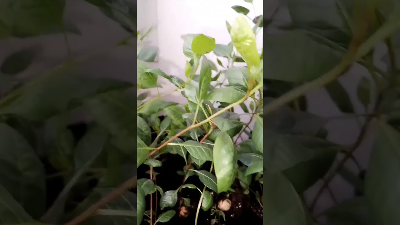 Саженцы фисташки Акбари | Small Gardens