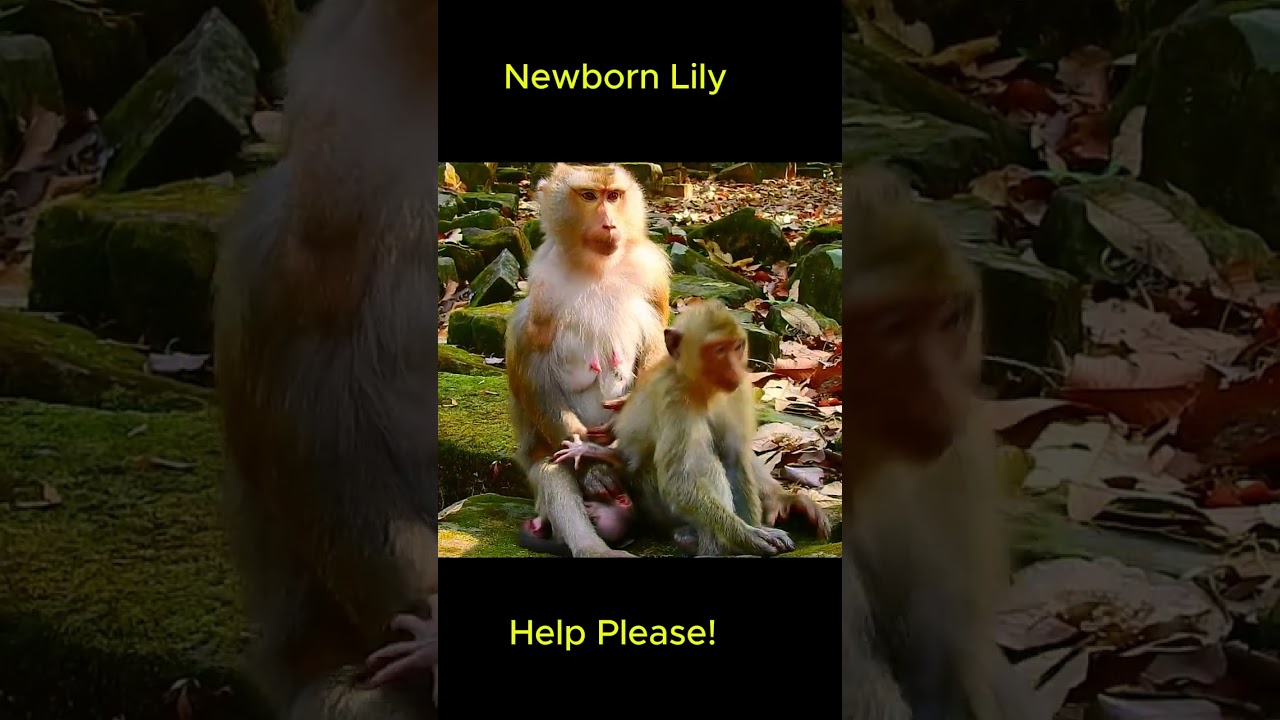 Lily called Mom and crying. #rainbowmonkey #libby #shorts #monkeys #Leomonkey
