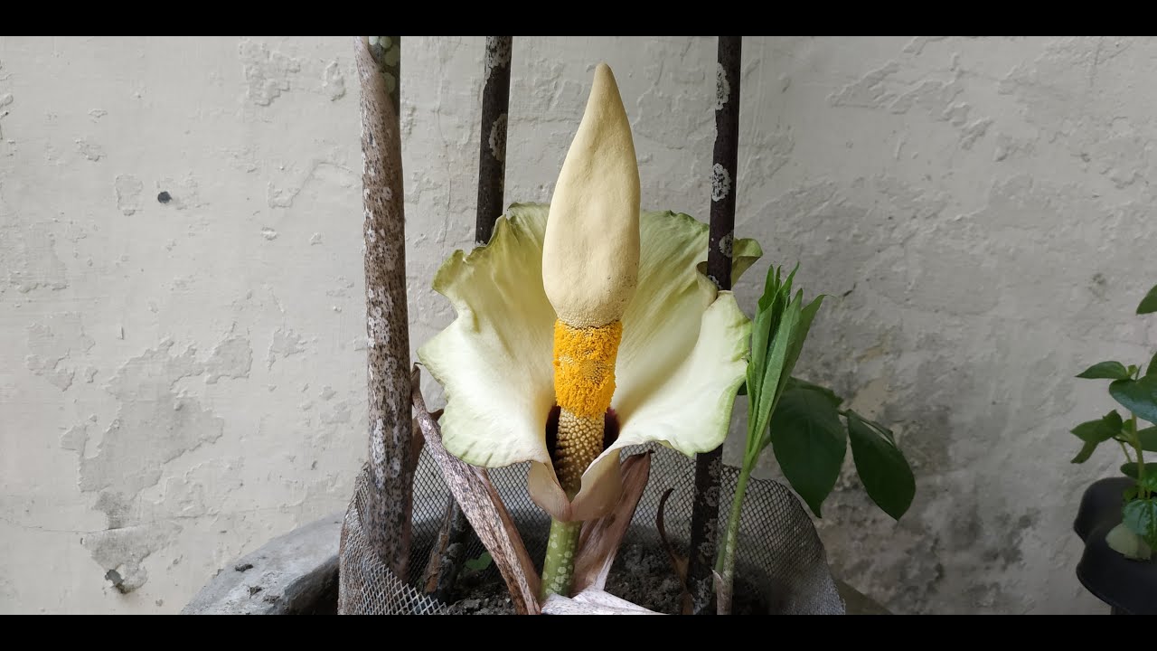 Mekarnya Bunga Bangkai Mini (Amorphophallus  prainii)-Time Lapse