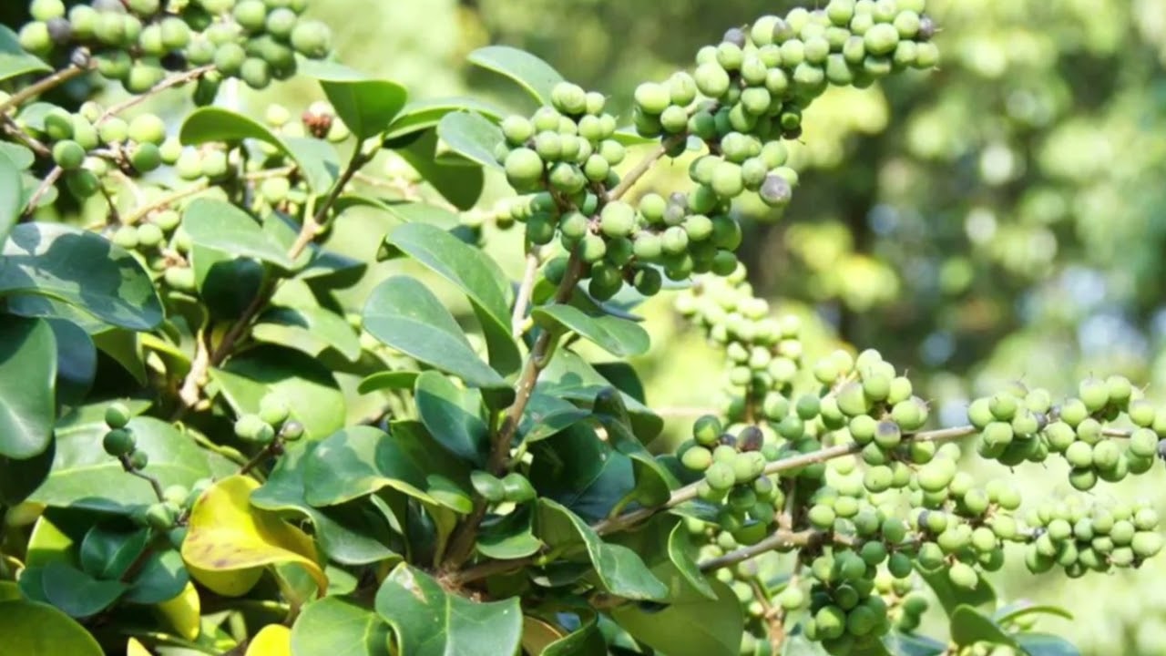 Is guggul good for weight loss?