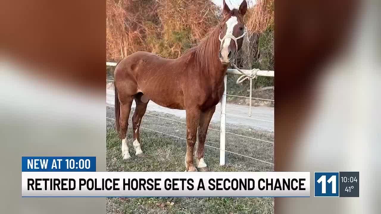 Жители Колорадо собрали деньги на спасение вышедшей на пенсию полицейской лошади из приюта для жи...