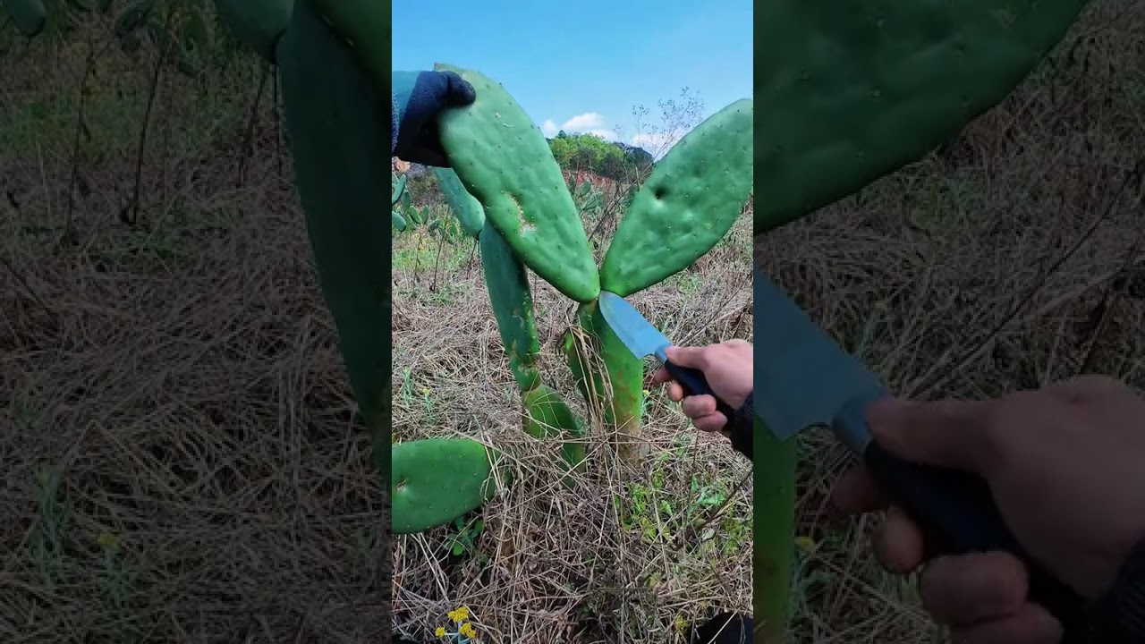 Title: Daily Life of Xiao Liao: The Edible Cactus Farmer's Journey