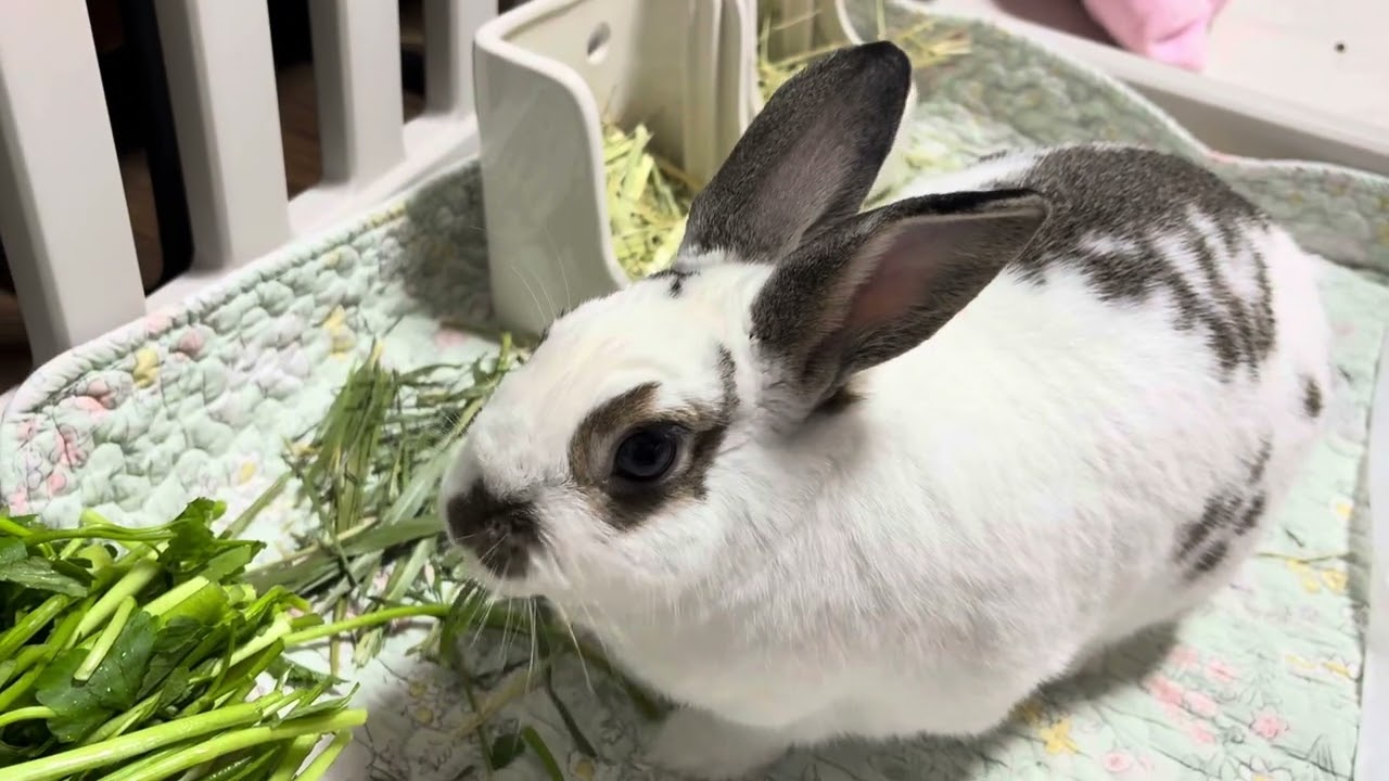 💚달짝쌉쌀💚 토끼 🐰미나리🥗 먹방 asmr 😘🥒🤤