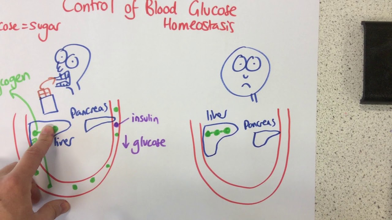 Homeostasis - Control of Blood Glucose - p56 (Foundation p55)