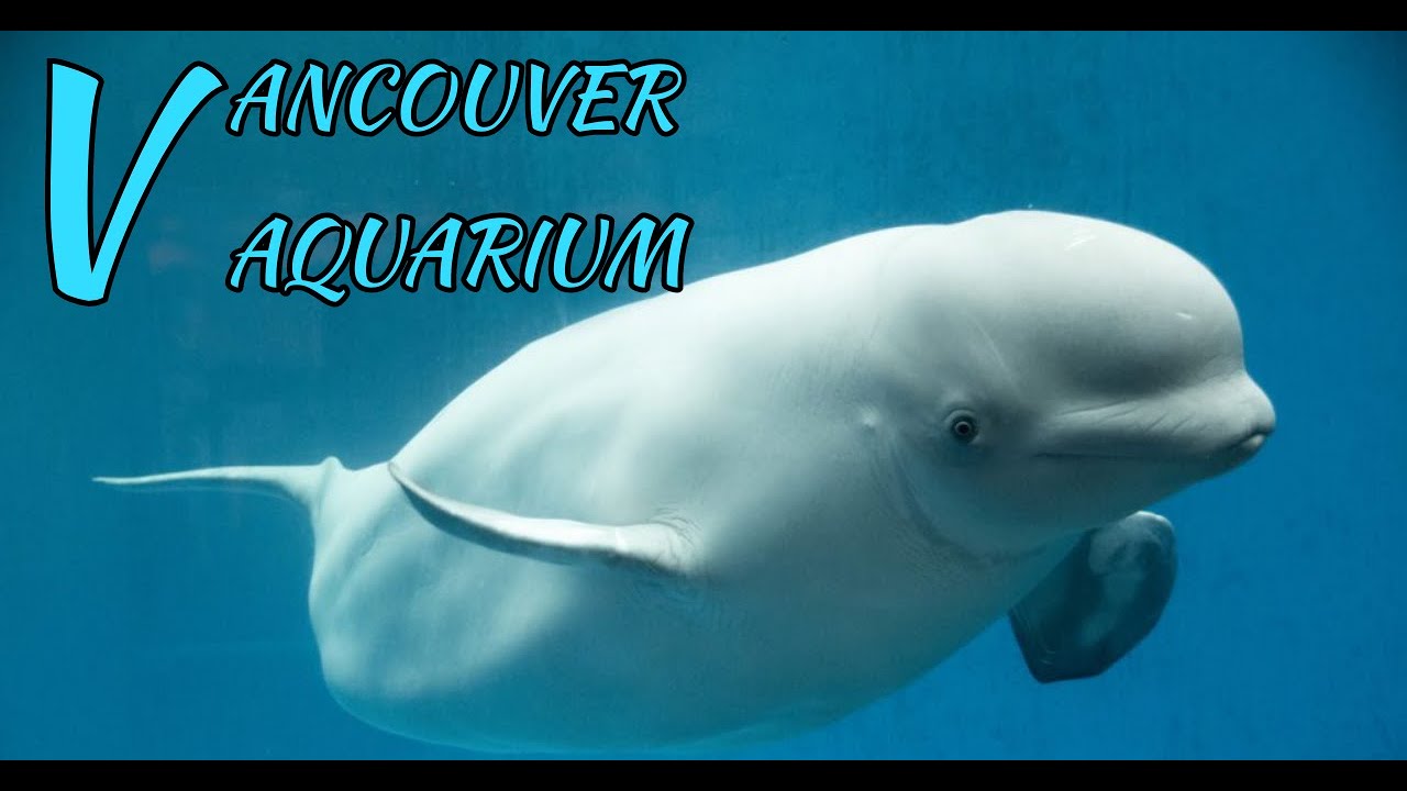 Vancouver Aquarium tour 2021 | Laiba Nur Experience  Aquarium  Tour