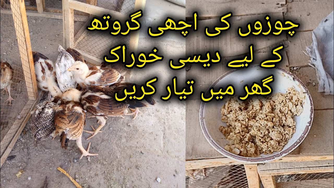 How to make healthy food for chicks in cheap expense at home  / fast growth tips for chicks