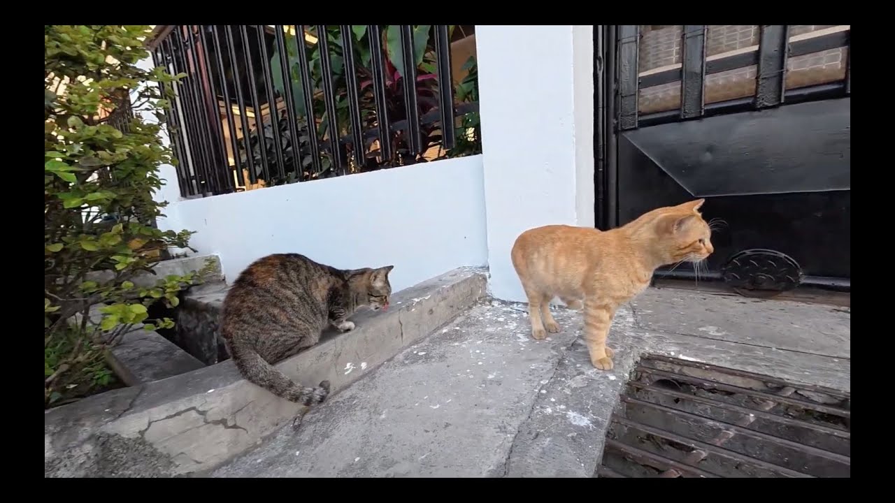 Penguasa Tumbang, Si Oren Kalah Perang Vs Putih