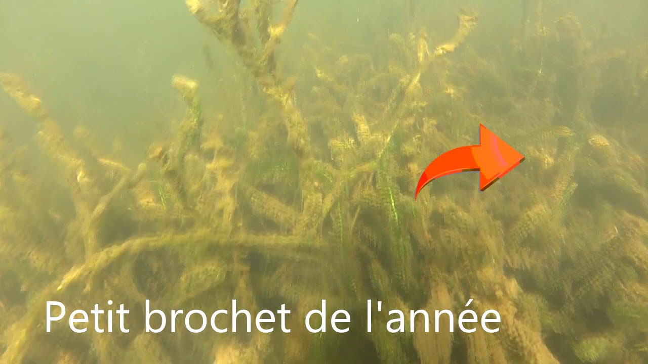 Le lac de Lacanau sous l'eau : été 2017