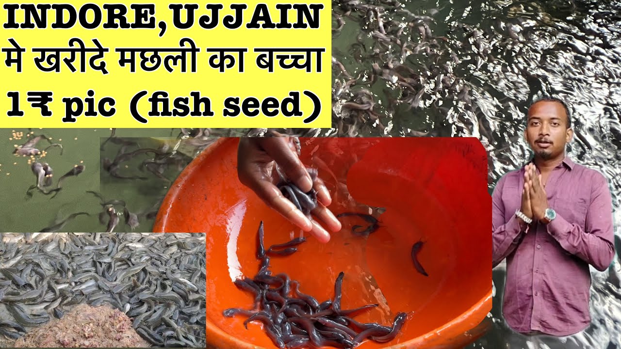 Thai mangur fish seed । हाइब्रिड मांगुर मछली का बच्चा कहां मिलता है । Catfish seeds magur farming
