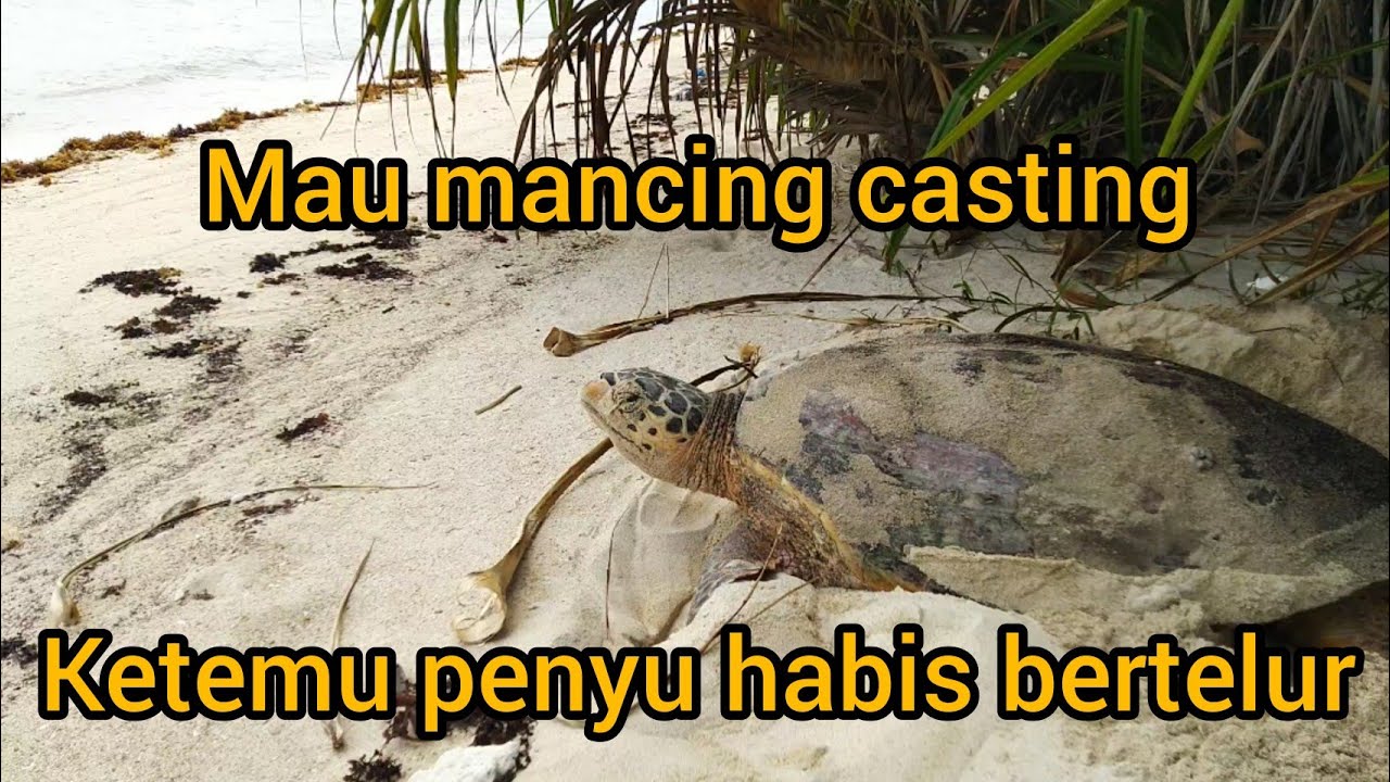 ngintip penyu buat lubang habis bertelur (lubang pengecoh)