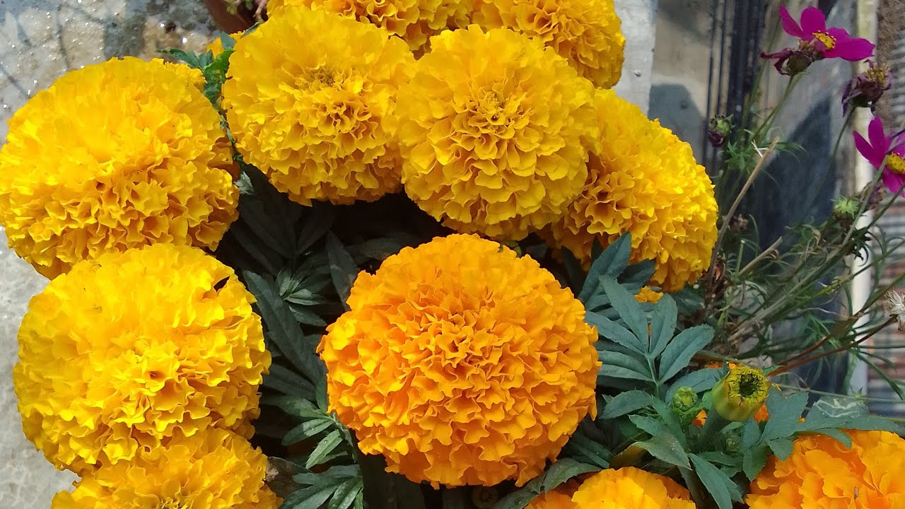Akhi Islam is live! এই পৃথিবীতে বিশ্বাস এ দাম বড্ড বেশি, 🥰 #foryou #vairallive