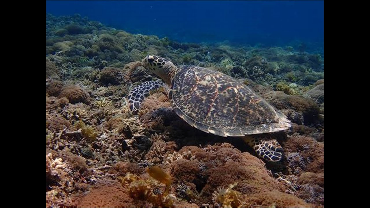 MARTINIQUE PLONGEE - ANSE DUFOUR